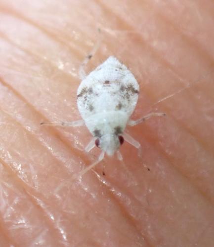 Réf. 347 136 : Deraeocoris lutescens